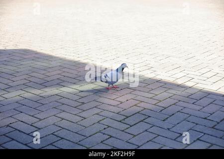 Pigeon camminando attraverso il piazzale in mattoni nel parco al dettaglio. Il sole splende attraverso il vetro, gettando luce colorata sul pavimento. Alla ricerca di cibo. Foto Stock