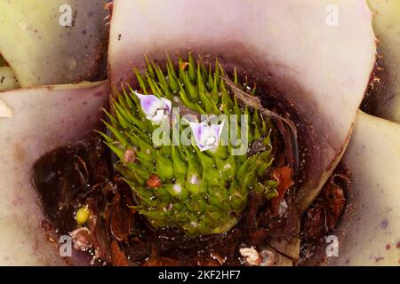 Neoregelia carolinae è una specie del genere Neoregelia. E' noto per il suo centro che diventa rosso quando sta per fiorire. NAT Foto Stock