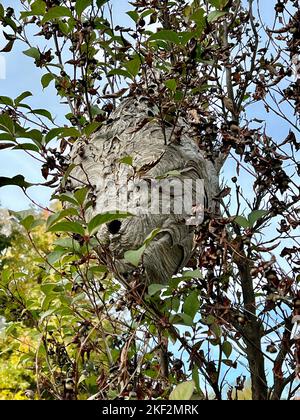 Grande nido di Hornet con l'apertura o l'ingresso visibile nei rami di un albero in Prospect Park, Brooklyn, New York. Foto Stock