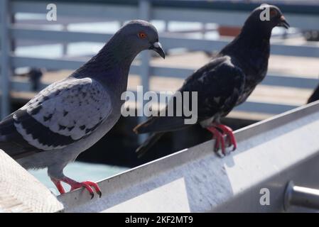 Piccioni sul molo di San Clemente nella contea di Orange, California Foto Stock