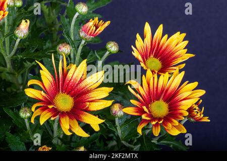 Producono grandi teste di fiore composite a margherita in brillanti sfumature di giallo e arancione, per un lungo periodo estivo. Loro sono piantati spesso come Foto Stock