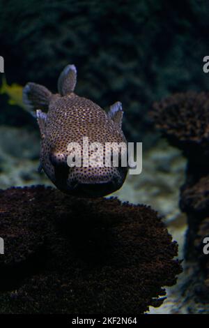 Un pesce porcucino sgonfio (Diodon hystrix) che nuota nell'oceano Foto Stock