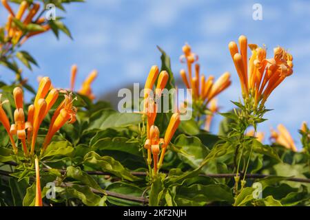 La pyrostegia venusta, nota anche come flamevine o vite tromba arancione, è una specie vegetale del genere pyrostegia della famiglia Bignoniaceae ori Foto Stock