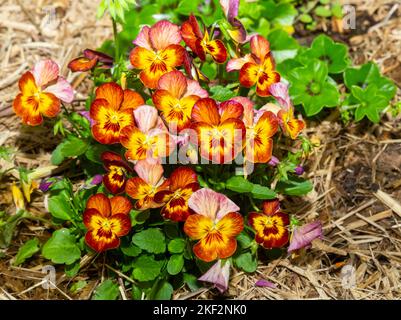La pansy del giardino è un tipo di pianta ibrida grande-fiorita coltivata come fiore del giardino da parecchie specie nella sezione Melanium del genere Viol Foto Stock