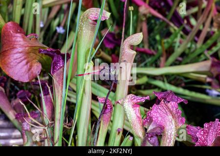 Hooker's Pitcher-Plant è un ibrido naturale relativamente comune che si trova in tutte le pianure del Borneo, della Malesia peninsulare, di Singapore e di Sumatra. Foto Stock