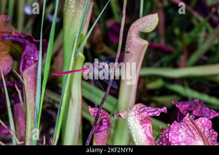 Hooker's Pitcher-Plant è un ibrido naturale relativamente comune che si trova in tutte le pianure del Borneo, della Malesia peninsulare, di Singapore e di Sumatra. Foto Stock