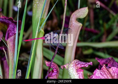 Hooker's Pitcher-Plant è un ibrido naturale relativamente comune che si trova in tutte le pianure del Borneo, della Malesia peninsulare, di Singapore e di Sumatra. Foto Stock