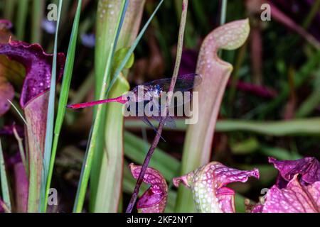 Hooker's Pitcher-Plant è un ibrido naturale relativamente comune che si trova in tutte le pianure del Borneo, della Malesia peninsulare, di Singapore e di Sumatra. Foto Stock