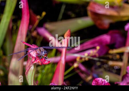 Hooker's Pitcher-Plant è un ibrido naturale relativamente comune che si trova in tutte le pianure del Borneo, della Malesia peninsulare, di Singapore e di Sumatra. Foto Stock