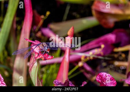 Hooker's Pitcher-Plant è un ibrido naturale relativamente comune che si trova in tutte le pianure del Borneo, della Malesia peninsulare, di Singapore e di Sumatra. Foto Stock