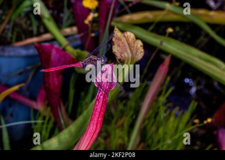 Hooker's Pitcher-Plant è un ibrido naturale relativamente comune che si trova in tutte le pianure del Borneo, della Malesia peninsulare, di Singapore e di Sumatra. Foto Stock