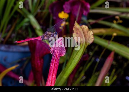 Hooker's Pitcher-Plant è un ibrido naturale relativamente comune che si trova in tutte le pianure del Borneo, della Malesia peninsulare, di Singapore e di Sumatra. Foto Stock