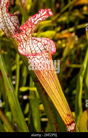 Hooker's Pitcher-Plant è un ibrido naturale relativamente comune che si trova in tutte le pianure del Borneo, della Malesia peninsulare, di Singapore e di Sumatra. Foto Stock