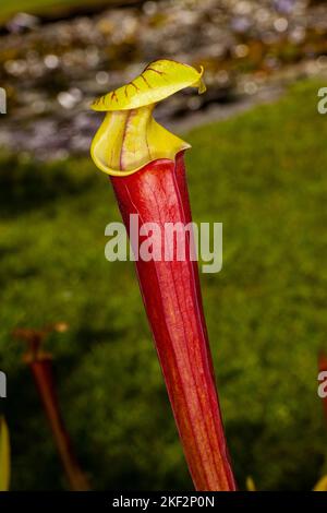 Hooker's Pitcher-Plant è un ibrido naturale relativamente comune che si trova in tutte le pianure del Borneo, della Malesia peninsulare, di Singapore e di Sumatra. Foto Stock