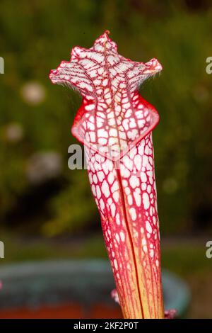 Hooker's Pitcher-Plant è un ibrido naturale relativamente comune che si trova in tutte le pianure del Borneo, della Malesia peninsulare, di Singapore e di Sumatra. Foto Stock