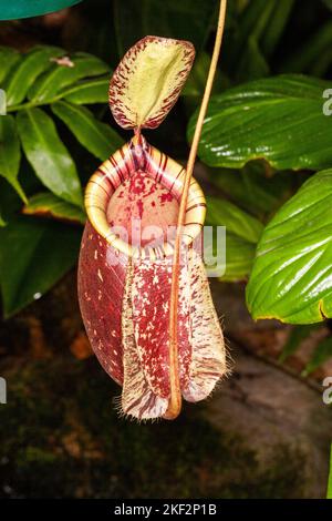 Hooker's Pitcher-Plant è un ibrido naturale relativamente comune che si trova in tutte le pianure del Borneo, della Malesia peninsulare, di Singapore e di Sumatra. Foto Stock