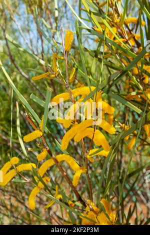 Il Golden Wattle (Acacia pycnantha) è l'emblema floreale ufficiale dell'Australia. Foto Stock