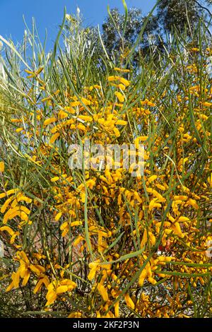 Il Golden Wattle (Acacia pycnantha) è l'emblema floreale ufficiale dell'Australia. Foto Stock