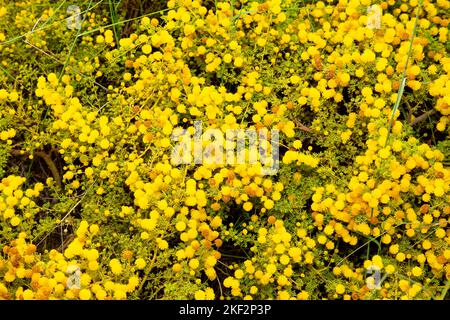 Il Golden Wattle (Acacia pycnantha) è l'emblema floreale ufficiale dell'Australia. Foto Stock