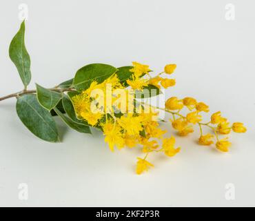 Il Golden Wattle (Acacia pycnantha) è l'emblema floreale ufficiale dell'Australia. Foto Stock