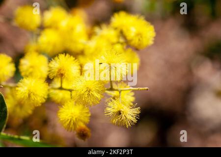 Il Golden Wattle (Acacia pycnantha) è l'emblema floreale ufficiale dell'Australia. Foto Stock