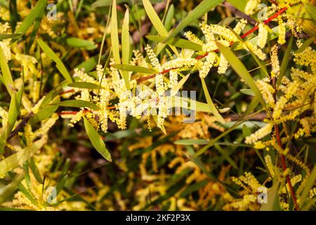 Il Golden Wattle (Acacia pycnantha) è l'emblema floreale ufficiale dell'Australia. Foto Stock