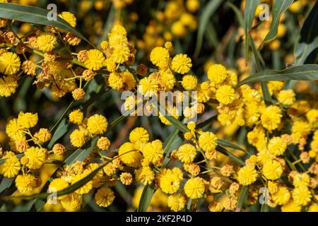 Il Golden Wattle (Acacia pycnantha) è l'emblema floreale ufficiale dell'Australia. Foto Stock