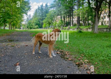 il cane rosso è in piedi sul sentiero Foto Stock