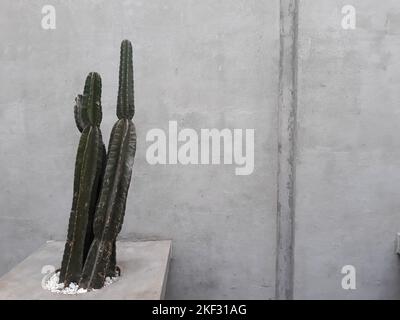 alta pianta di cactus in un caffè. Cactus è una pianta tropicale con molte spine Foto Stock