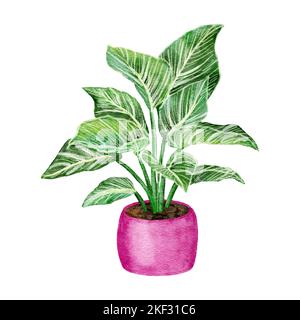 Acquerello illustrazione disegnata a mano di filodendro birkin. Popolare fiore trendy della pianta della casa in pentola rosa, verde a strisce foglie verde, urbano giungla fogliame casa pianta interna, alla moda decorazione costosa Foto Stock