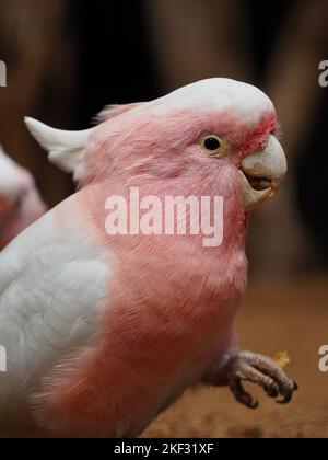 Un primo piano di un affascinante carismatico Cockatoo di Major Mitchel nella bellezza elegante. Foto Stock