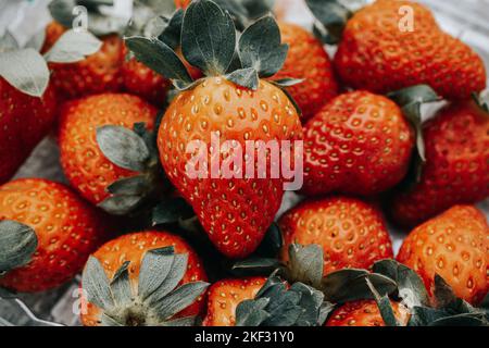 Primo piano di fragole appena raccolte dal giardino. Foto Stock