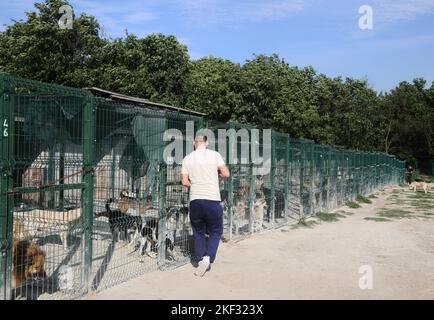 L'uomo amante degli animali nutre i cani al rifugio di Istanbul, in Turchia. Foto Stock