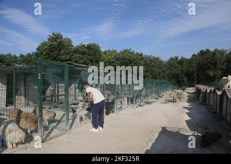 L'uomo amante degli animali nutre i cani al rifugio di Istanbul, in Turchia. Foto Stock