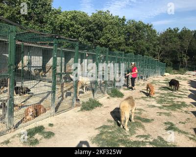 La donna amante degli animali nutre i cani al riparo degli animali a Istanbul, in Turchia. Foto Stock