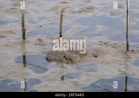 Bekasi, Indonesia. 7th Nov 2022. La marea di acqua di mare entra nelle ...
