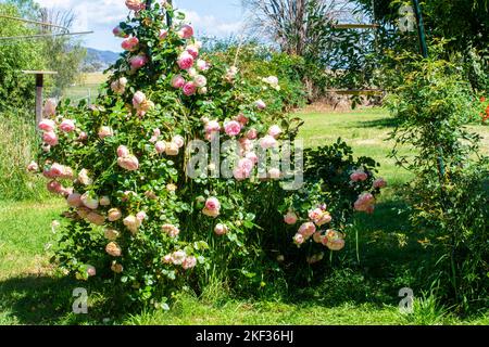 Pierre de Ronsard arrampicata roseto Foto Stock