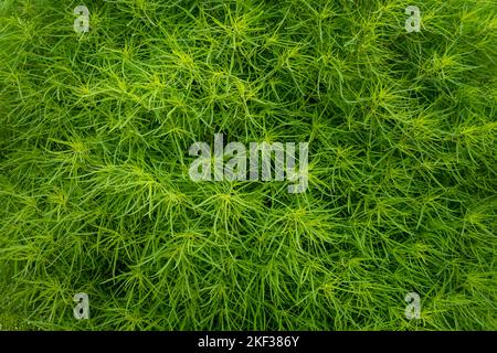 Primo piano dettaglio vista di verde brillante bassia scoparia aka ragweed, cipresso estivo o kochia, un'erba annuale della famiglia amaranthaceae Foto Stock