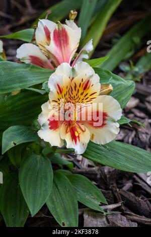 Vista in primo piano di fiori bianchi color giallo arancione e cremoso di alstroemeria, aka giglio peruviano o giglio degli Incas che fioriscono all'aperto Foto Stock