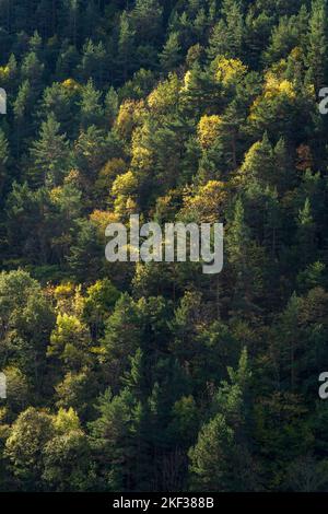 Paesaggio forestale verticale scenico del pendio di montagna in autunno nei Pirenei bassi, Gincla, Aude, Francia Foto Stock