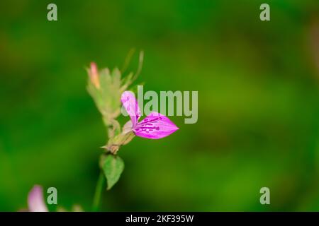 Un fuoco selettivo sparo di un piccolo fiore rosa Foto Stock