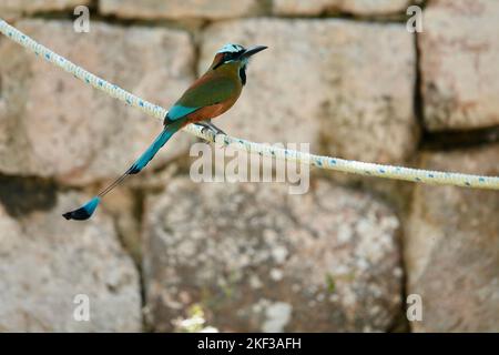 Foto della bellissima motmot turchese seduto su corda in Messico su sfondo di pietra. Foto Stock