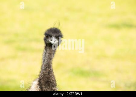 Emu prendendosi una pausa dalla colazione Karri Valley Resort Pemberton, Australia Occidentale Foto Stock