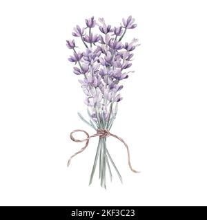 Lavanda. Acquerello. Imposta. Illustrazione per clipart. Progettato per menu, blog culinari, packaging, tessuti, web design, siti, adesivi, inviti Foto Stock