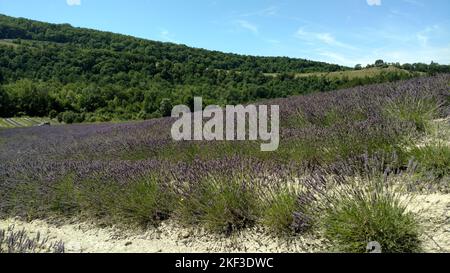 Corsie viola di lavanda in provenza in Francia, Europa Foto Stock