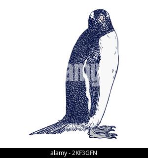 Pinguino, disegnato a mano con disegno a penna e inchiostro, convertito in vettore. Illustrazione dell'uccello antartico isolato su sfondo bianco. Vettori di stock Illustrazione Vettoriale