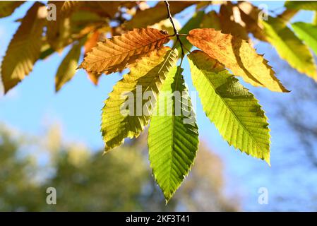 Castagno autunnale con foglie gialle e verdi. Foto Stock