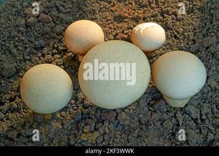 Puffball a pera, puffball moncone, Lycooperdon piryforme, fungo saprobico, Thiruvananthapuram, Kerala, India Foto Stock