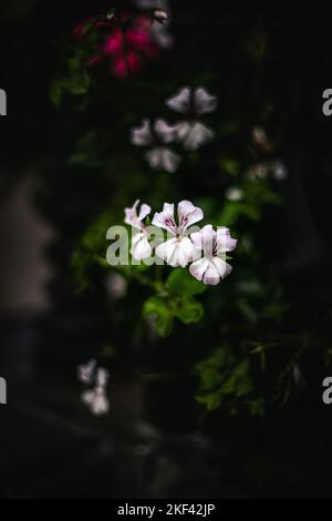 Un colpo verticale di fiori di geranio sulla pianta verde contro lo sfondo isolato Foto Stock