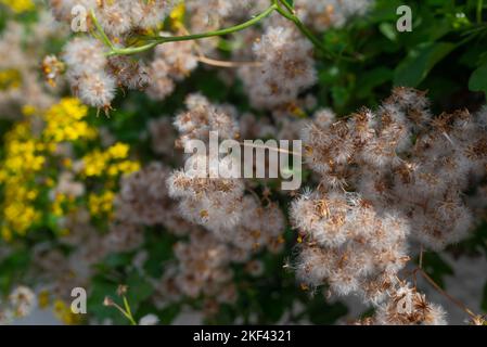 Capo edera landelione bianco landelione-come semi closeup su sfondo giallo fiori Foto Stock